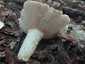 Fehértejű keserűgomba (Lactifluus piperatus), Mátra